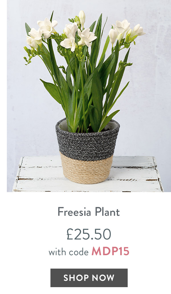 Freesia Plant - only &pound;25.50 with code