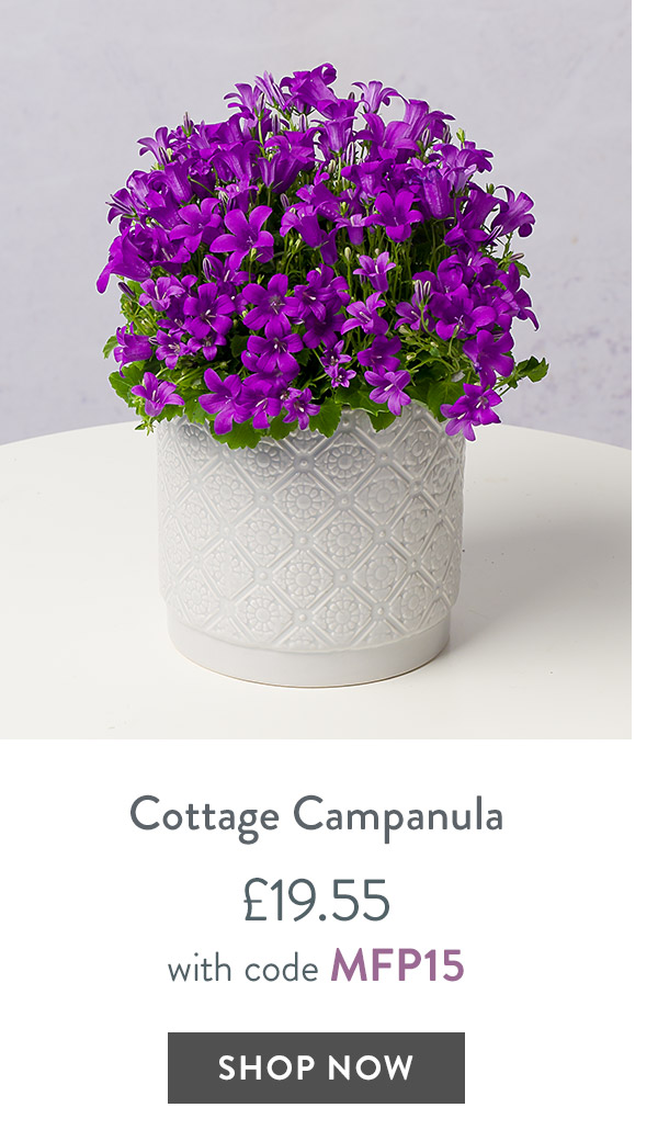 Cottage Campanula - only &pound;19.55 with code