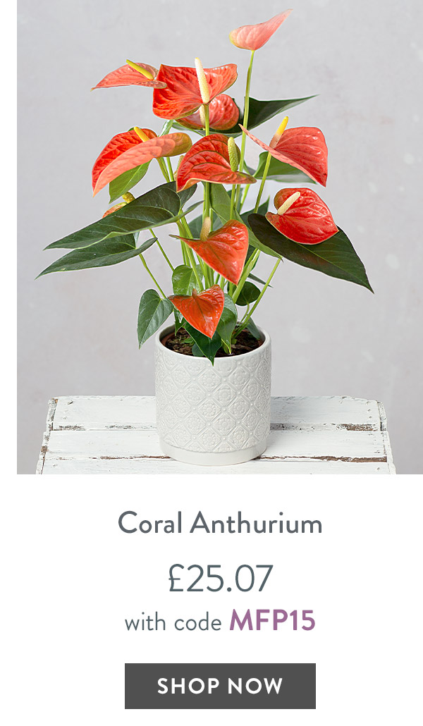 Coral Anthurium - only &pound;25.07 with code