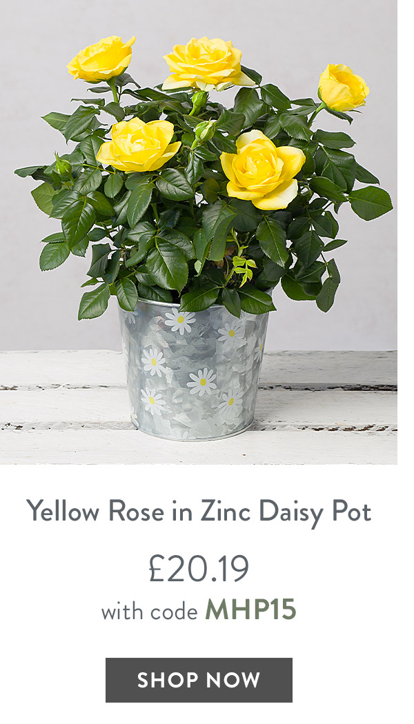 Yellow Rose in Zinc Daisy Pot - only &pound;20.19 with code