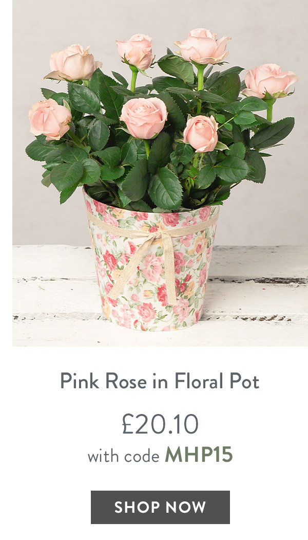 Pink Rose in Floral Pot - only &pound;20.10 with code