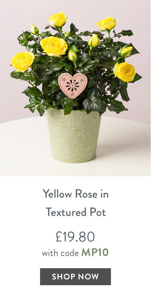 Yellow Rose in Textured Pot - only &pound;19.80 with code
