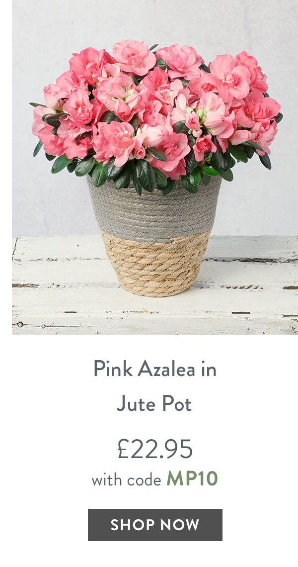 Pink Azalea in Jute Pot - only &pound;22.95 with code