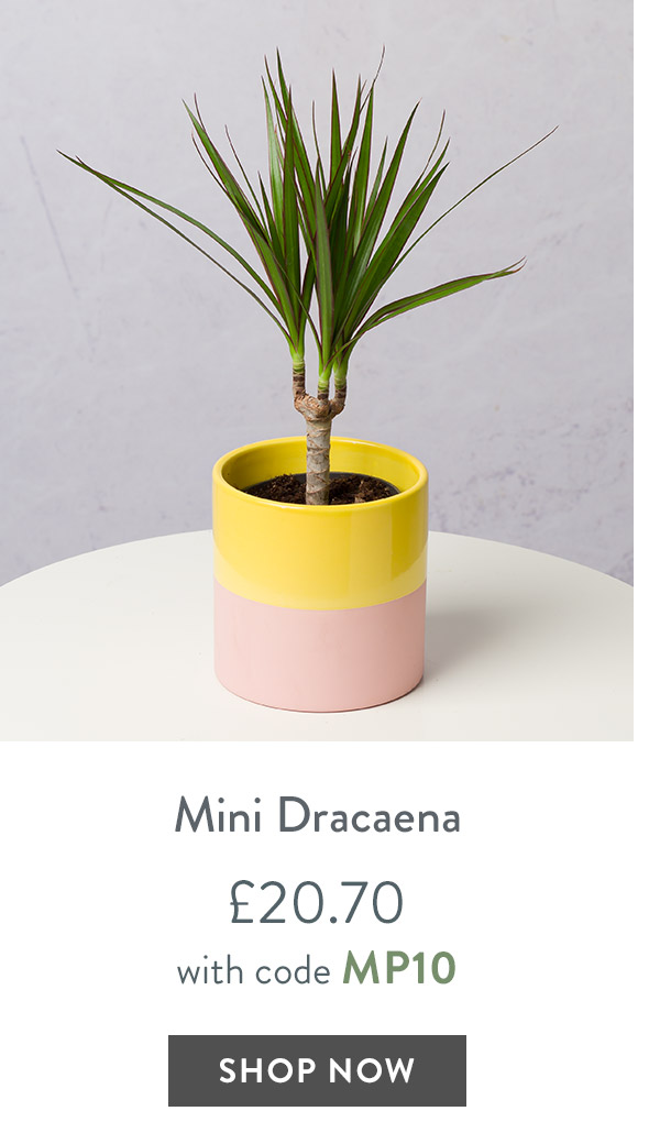 Mini Dracaena - only &pound;20.70 with code