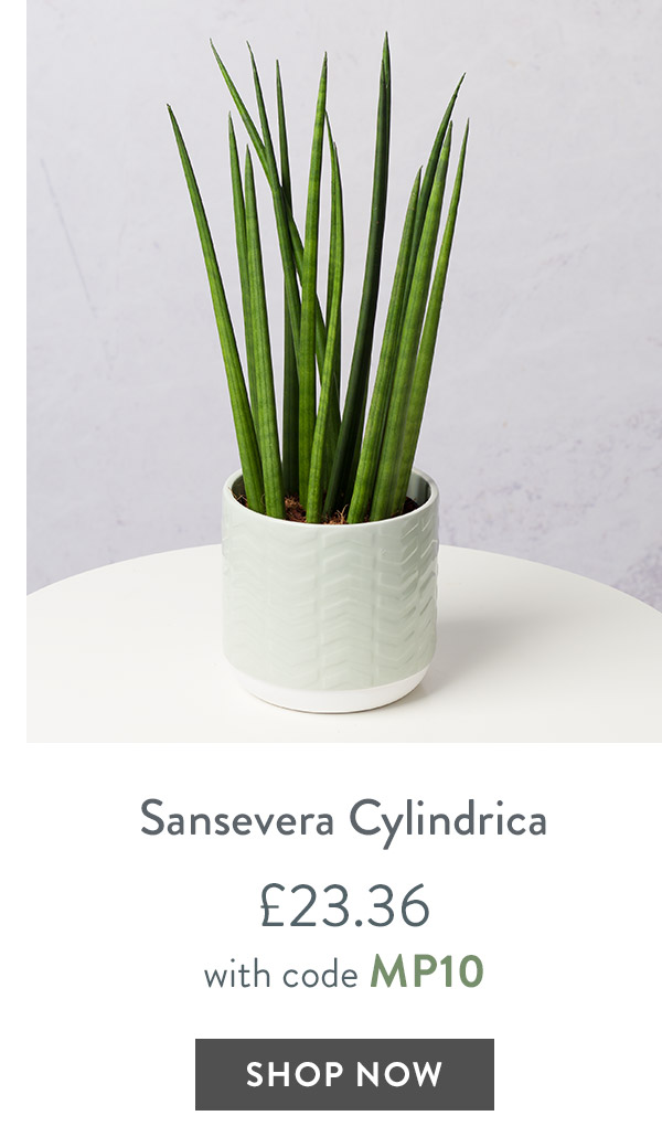 Sansevera Cylindrica - only &pound;23.36 with code