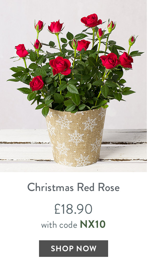 Christmas Red Rose - only &pound;18.90 delivered