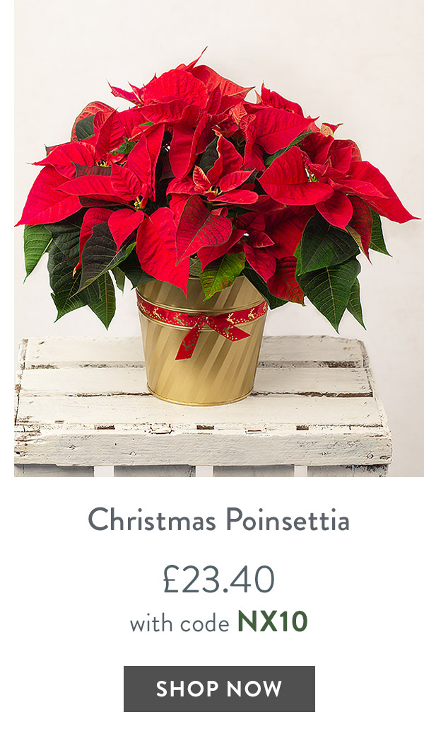 Christmas Poinsettia - only &pound;23.40 delivered