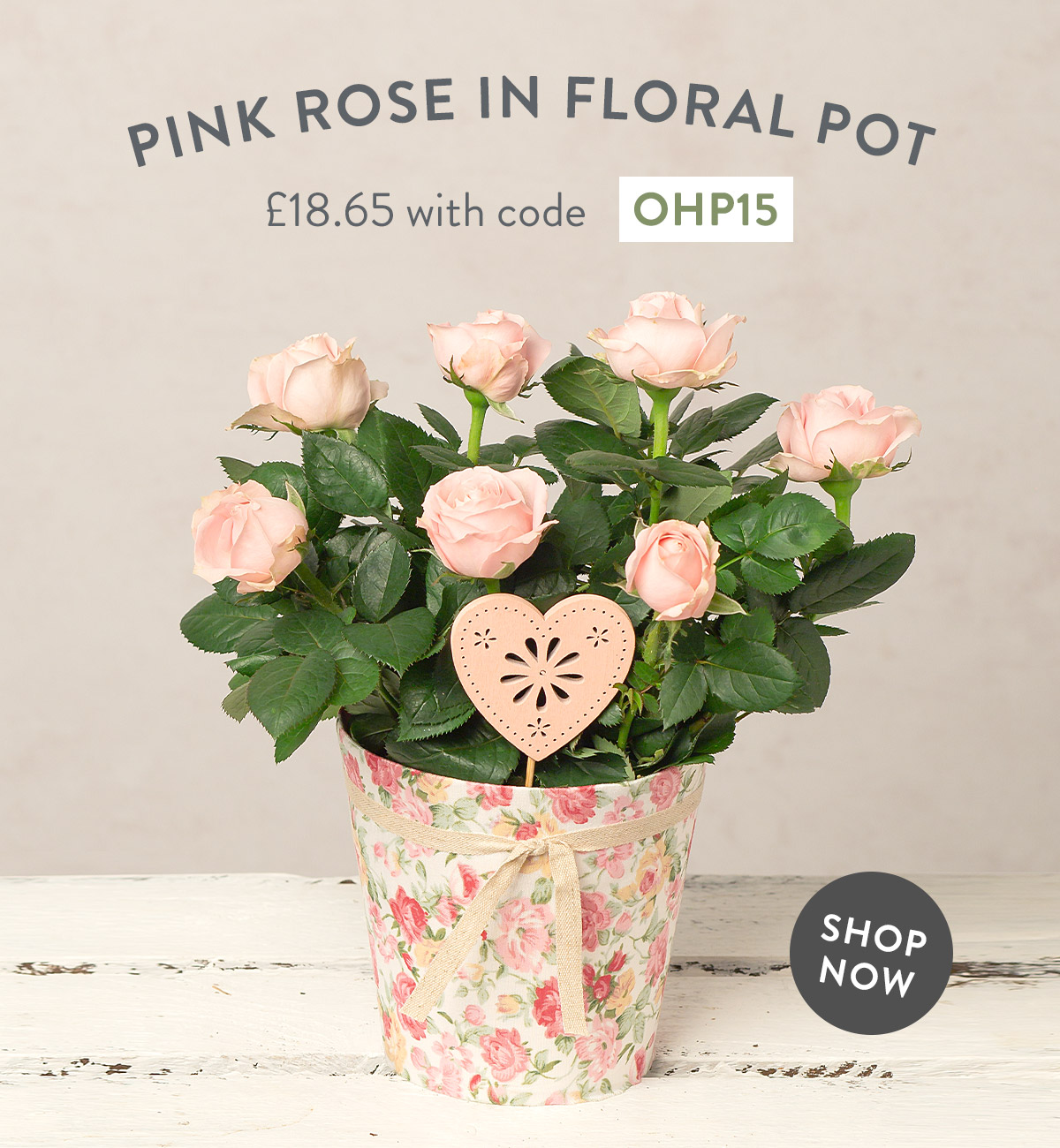Pink Rose in Floral Pot - only &pound;18.65