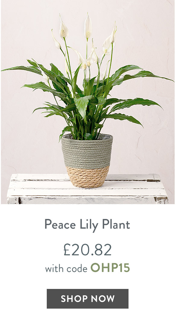 Peace Lily Plant - only &pound;20.82