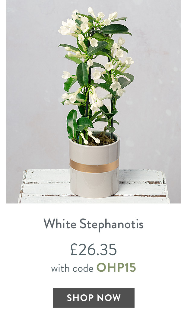 White Stephanotis - only &pound;26.35