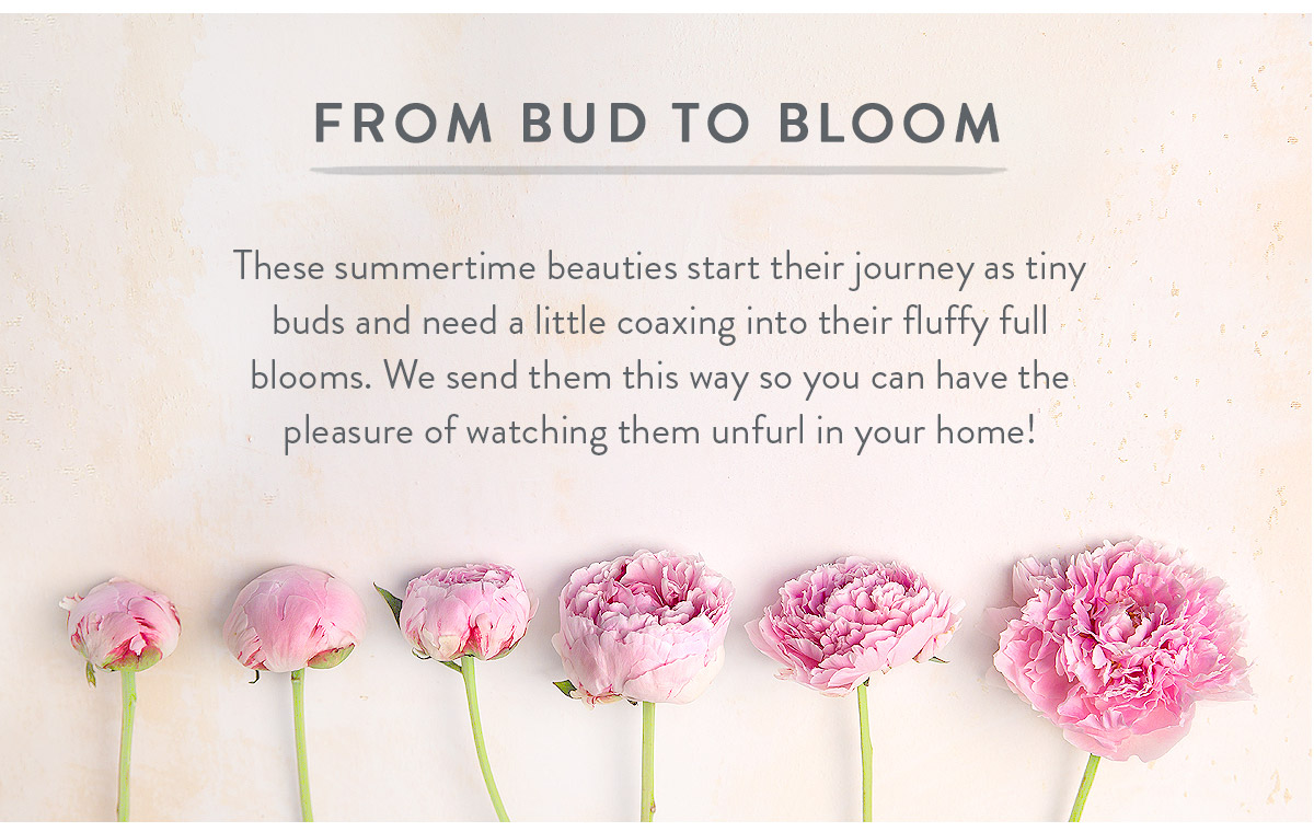 From bud to bloom