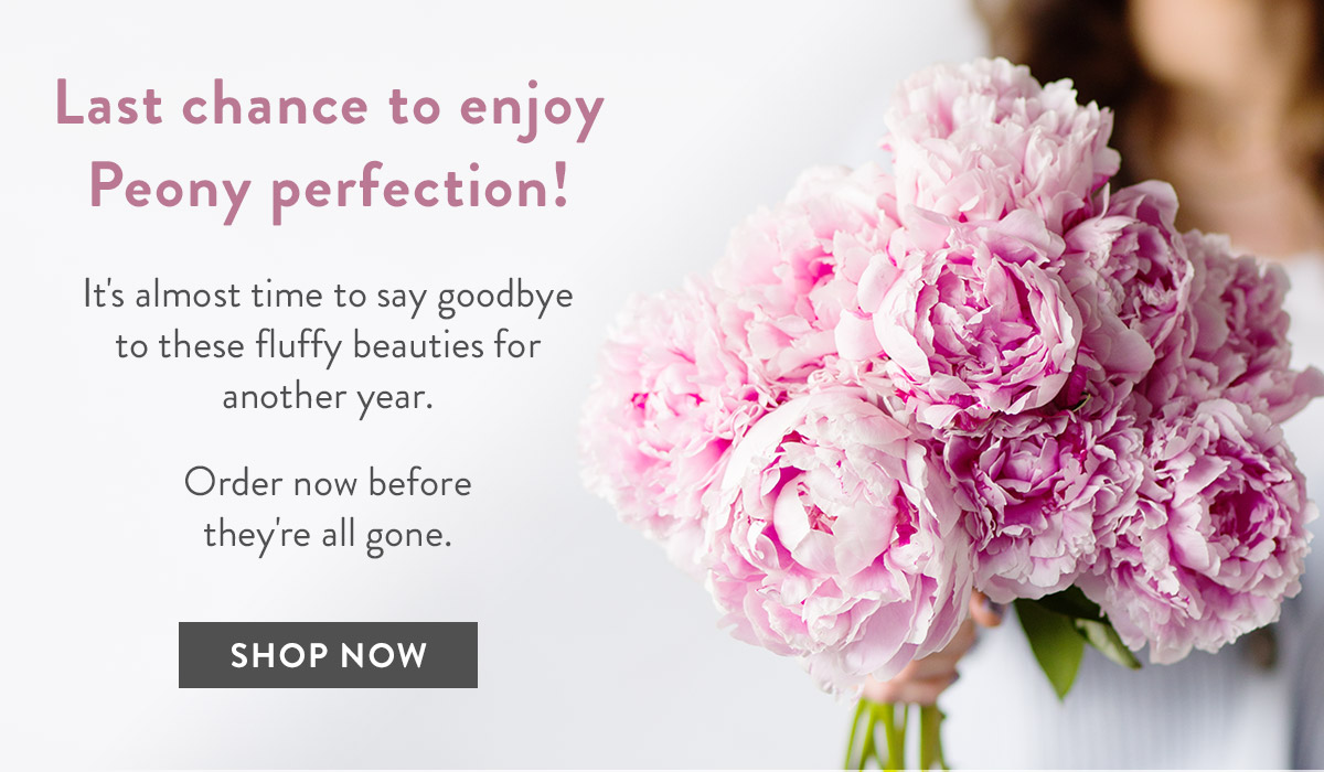 Last chance to enjoy Peony perfection