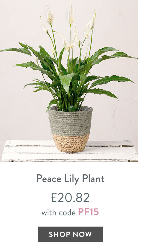 Peace Lily Plant - only &pound;20.82 with code