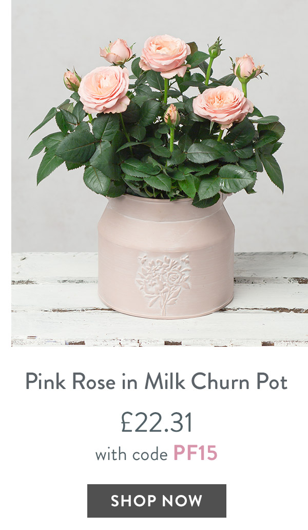 Pink Rose in Milk Churn Pot - only &pound;22.31 with code