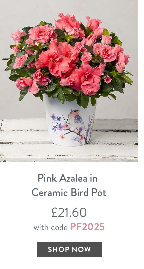 Pink Azalea in Ceramic Bird Pot - only &pound;21.60 with code
