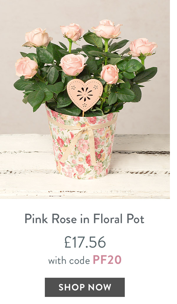 Pink Rose in Floral Pot - only &pound;17.56 with code