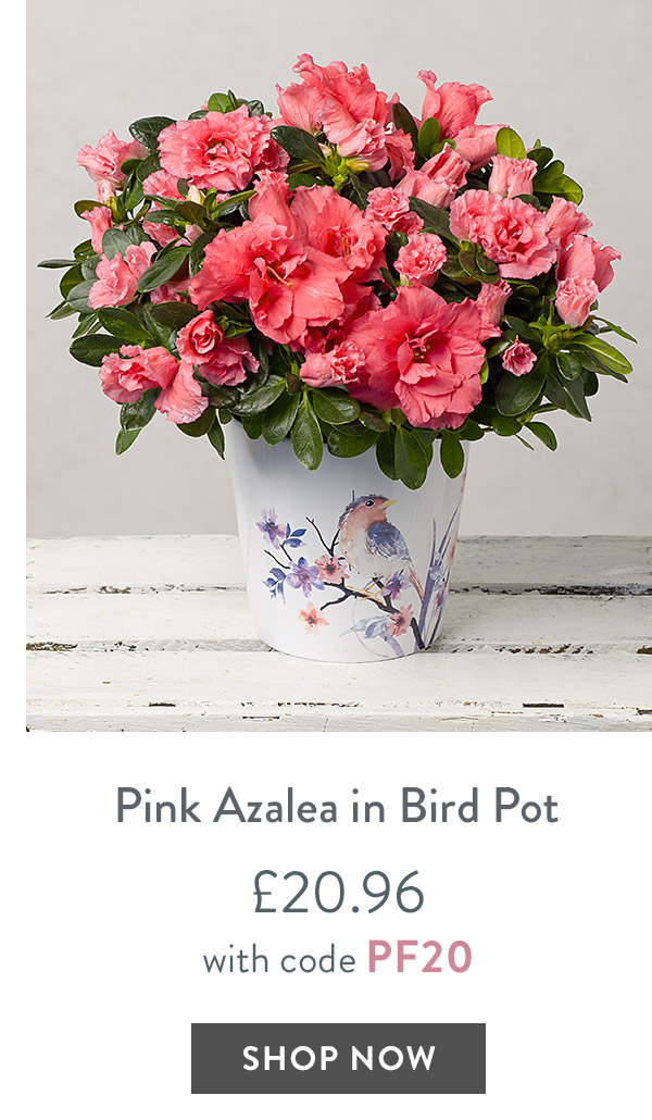 Pink Azalea in Bird Pot - only &pound;20.96 with code