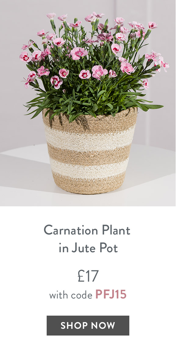 Carnation Plant in Jute Pot - only &pound;17 with code