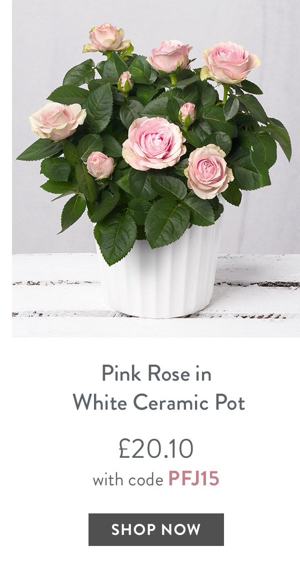 Pink Rose in White Ceramic Pot - only &pound;20.10 with code