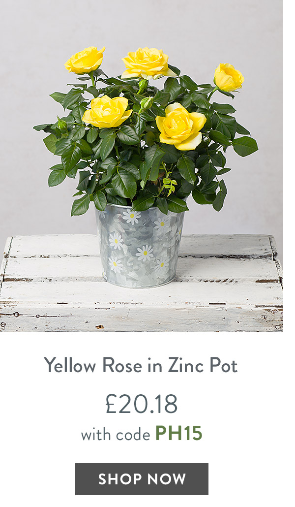 Yellow Rose in Zinc Pot - only &pound;20.18 with code