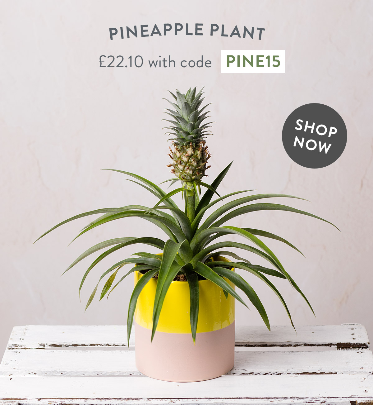 Pineapple Plant - only &pound;22.10 with code