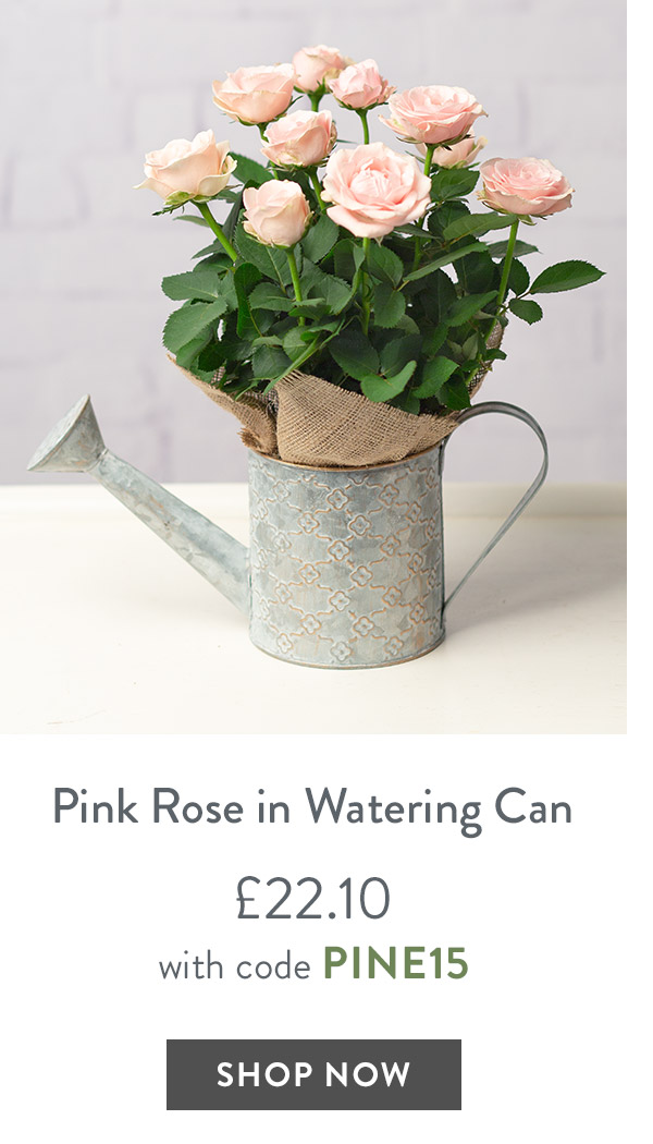 Pink Rose in Watering Can - only &pound;22.10 with code