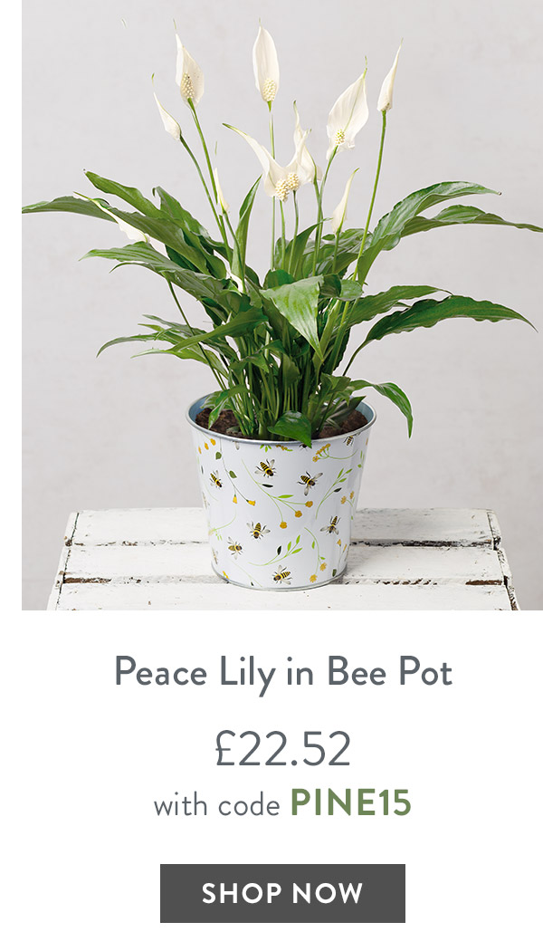 Peace Lily in Bee Pot - only &pound;22.52 with code