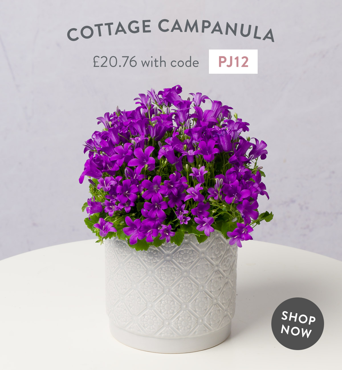 Cottage Campanula - only &pound;20.76