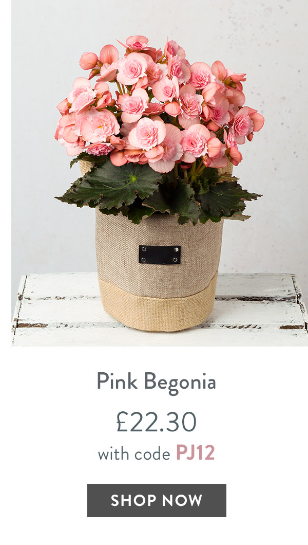 Pink Begonia - only &pound;22.30