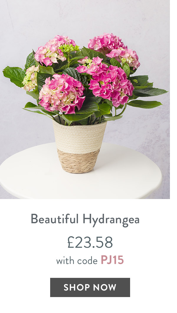 Beautiful Hydrangea - only &pound;23.58