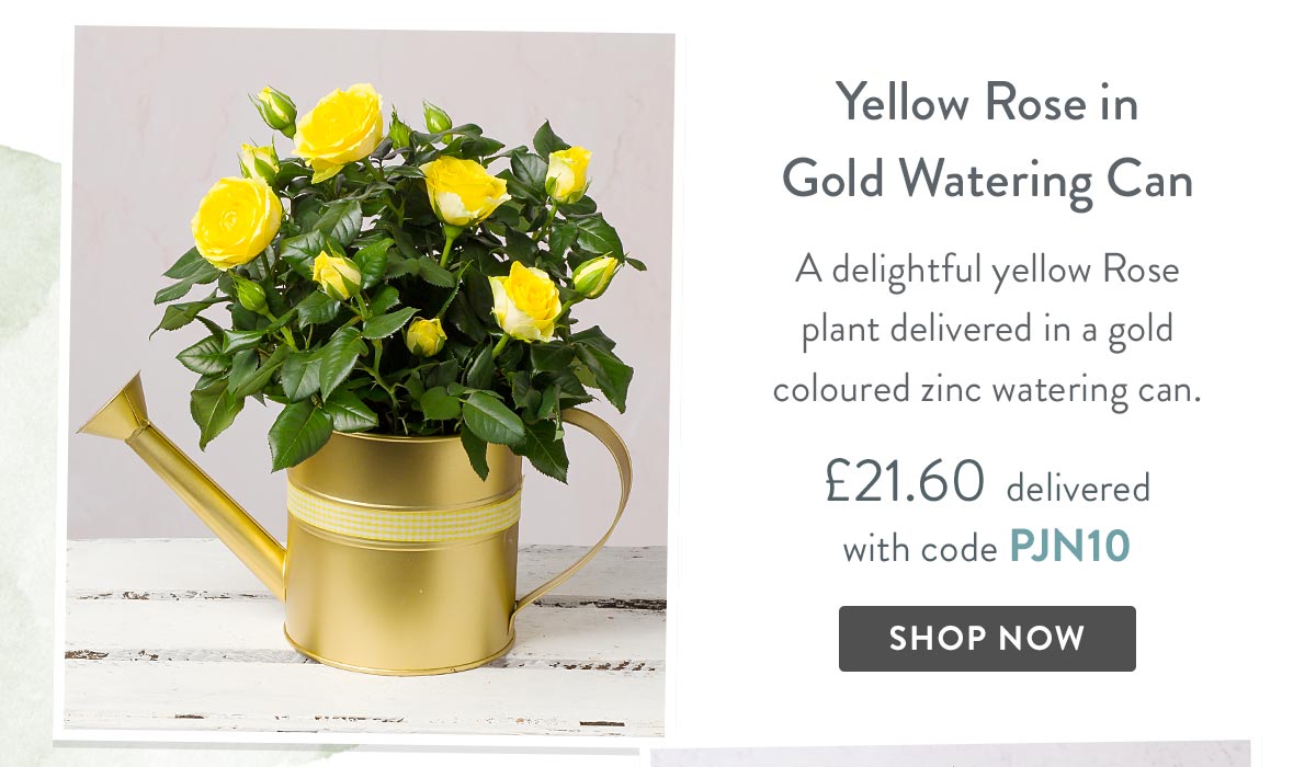 Yellow Rose in Gold Watering Can - Only &pound;21.60 delivered