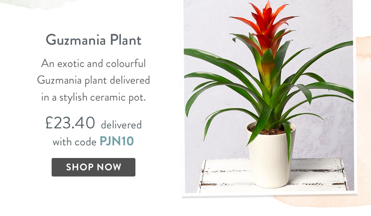 Guzmania Plant - Only &pound;23.40 delivered