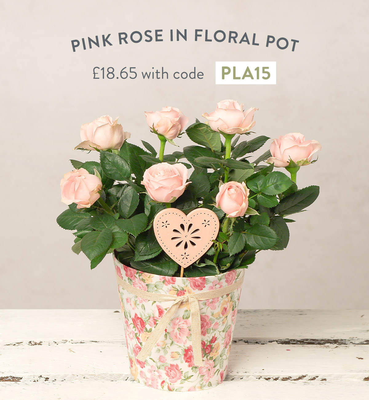 Pink Rose in Floral Pot - only &pound;18.65 with code