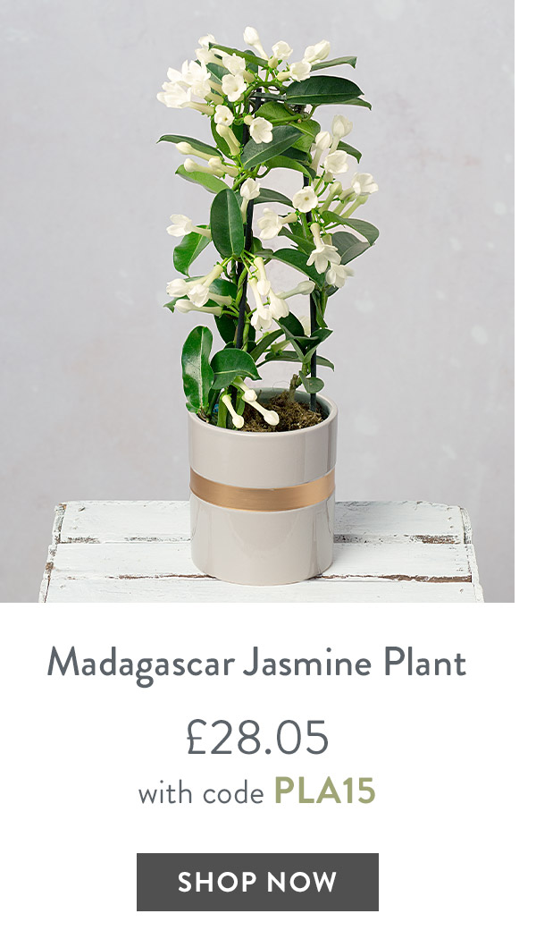 Madagascar Jasmine Plant - only &pound;28.05 with code