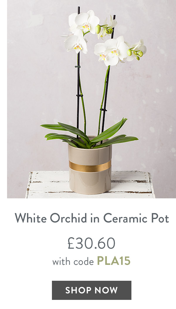 White Orchid in Ceramic Pot - only &pound;30.60 with code