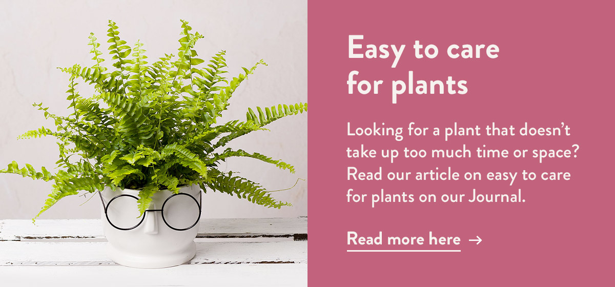 Easy to care for plants