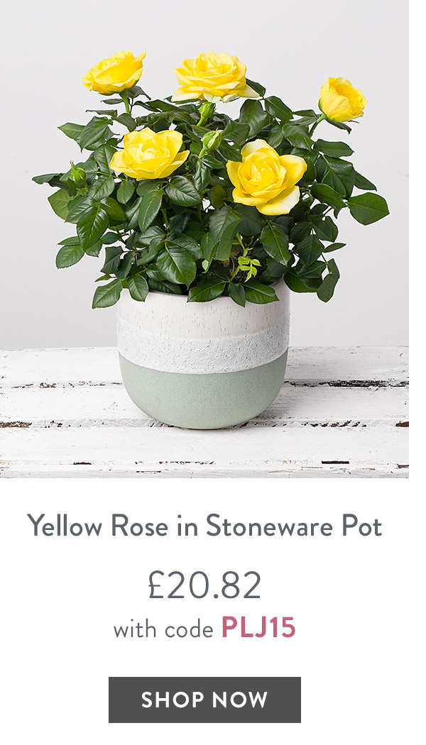Sunflower Plant in Stoneware Pot - only &pound;20.82 with code