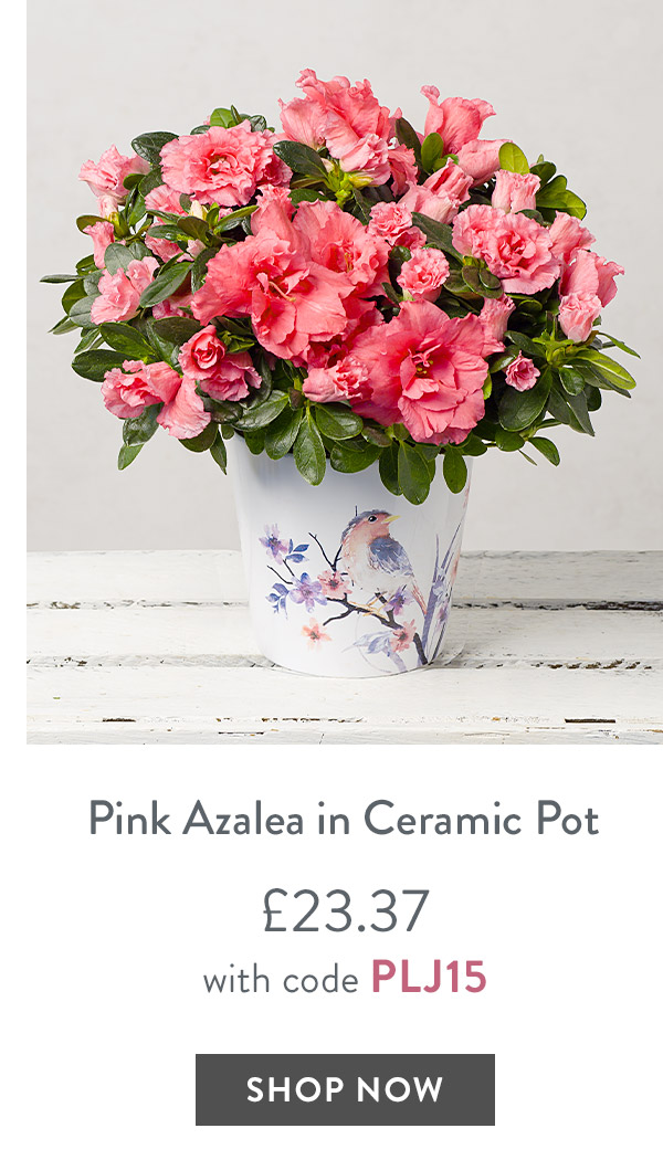Yellow Rose in Zinc Daisy Pot - only &pound;23.37 with code