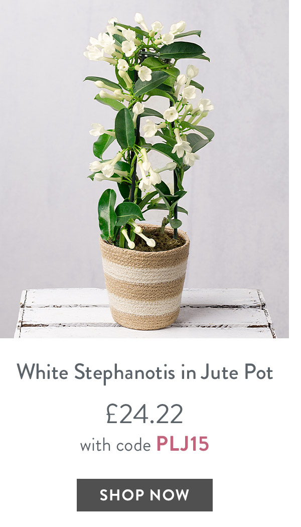 Cottage Campanula - only &pound;24.22 with code