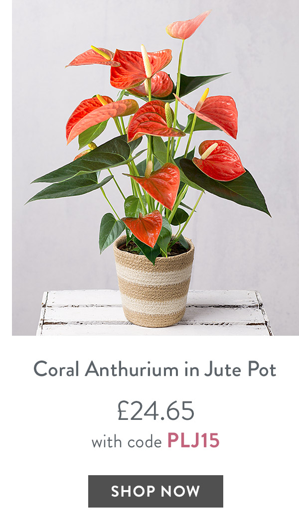 White Campanula - only &pound;24.65 with code