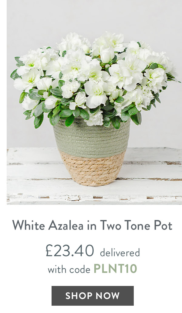 White Azalea in Two Tone Pot - only &pound;23.40 delivered