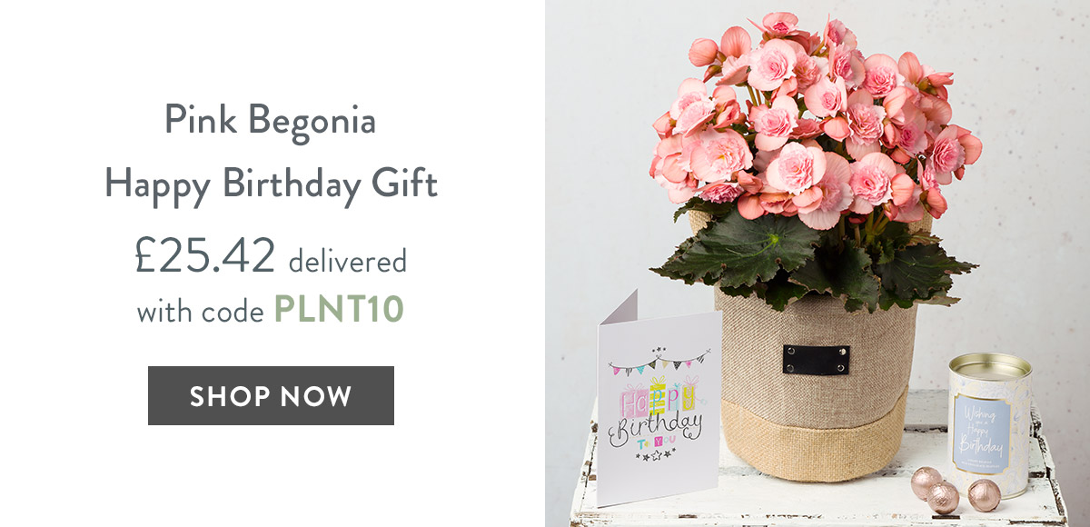 Pink Begonia Happy Birthday Gift - only &pound;25.42 delivered