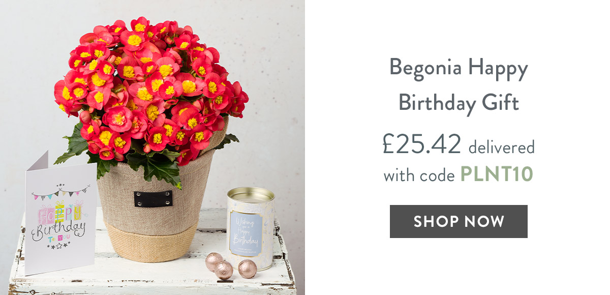 Begonia Happy Birthday Gift - only &pound;25.42 delivered