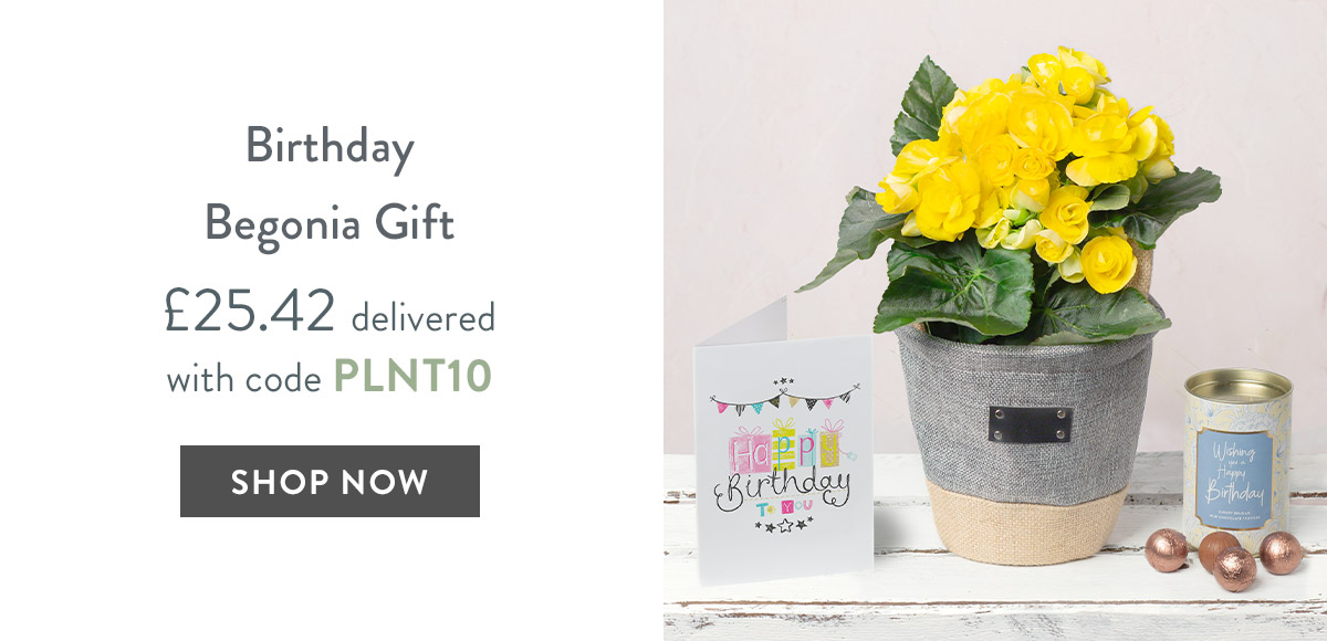 Birthday Begonia Gift - only &pound;25.42 delivered