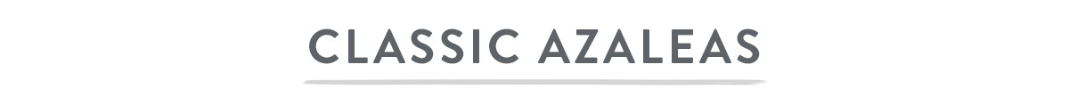 Classic Azaleas