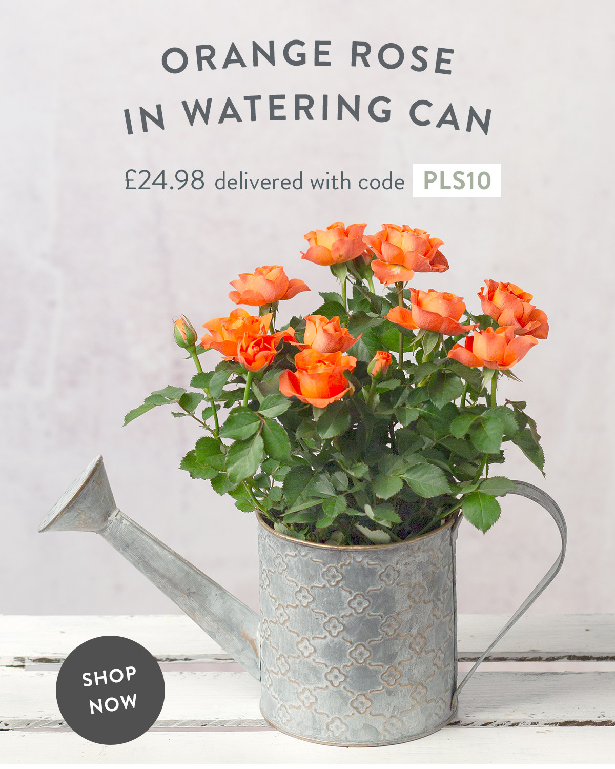 Orange Rose in Watering Can - only &pound;24.98 delivered