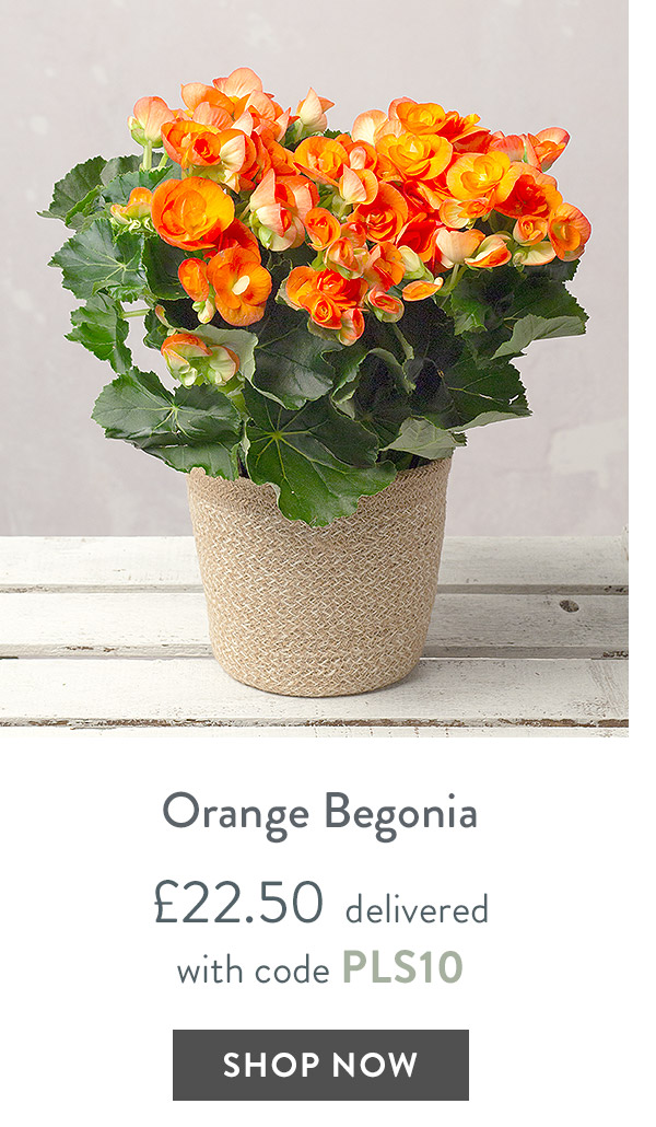 Orange Begonia - only &pound;22.50 delivered