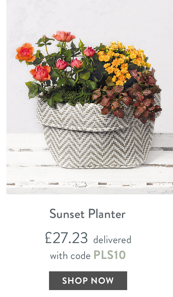 Sunset Planter - only &pound;27.23 delivered