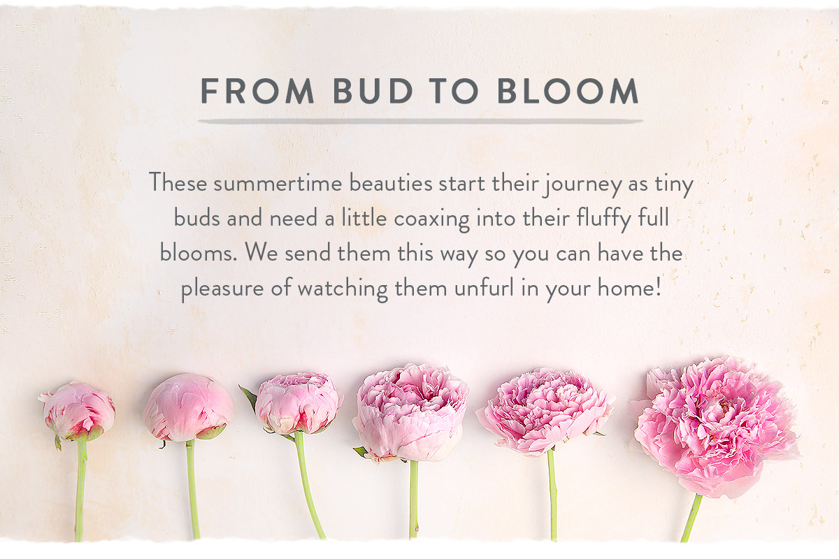 From bud to bloom