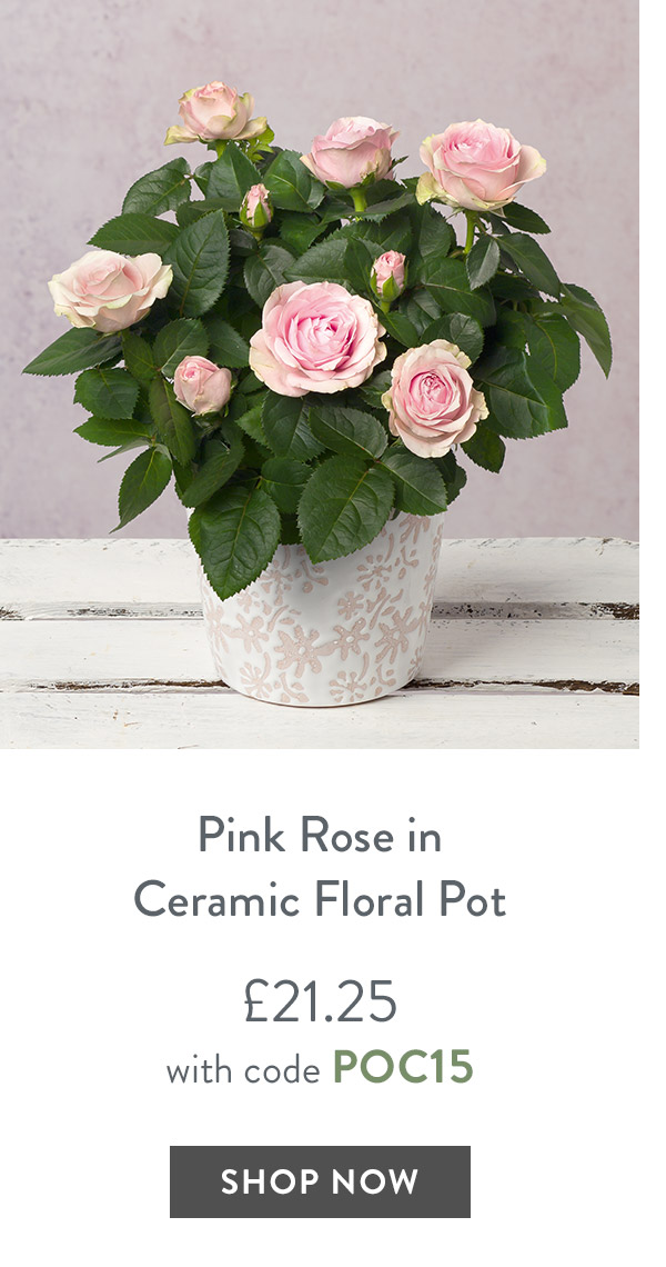 Pink Rose in Ceramic Floral Pot - only &pound;21.25 with code